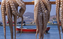 المغرب يوقف صيد الأخطبوط لمدة 75 يومًا