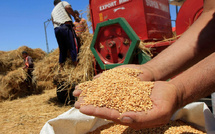 المغرب يخطط لاستيراد مليون ونصف طن من القمح الروسي