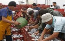 الإنتاج الوطني للمنتجات البحرية يسجل 1.42 مليون طن في 2024