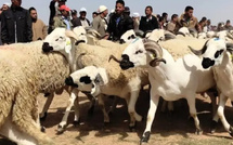 تاريخ إلغاء عيد الأضحى في المغرب:  ثلاث محطات بارزة