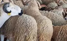 تدهور أسعار الأغنام بجهة الشرق: الكسابة بين أزمة اقتصادية ومطالب بالدعم الحكومي