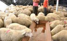 دوارة العيد.. من بقايا الذبيحة إلى سلعة فاخرة تُرهق جيوب المغاربة