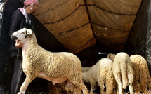 رغم منع الشعيرة.. كثافة الطلب على اللحوم الحمراء تُشعل الأسواق المغربية