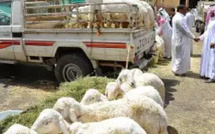 تسجيل ارتفاع في أعداد رؤوس الماشية على الصعيد الوطني