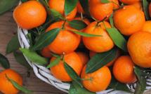 المغرب يزيح جنوب إفريقيا ويتربع على عرش موردي الماندرين لإسبانيا