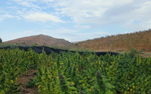 أكثر من 1500 فلاح و140 تعاونية للقنب الهندي في قلب دينامية اقتصادية جديدة