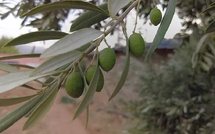 تفاؤل في إنتاج الزيتون بالمغرب.. توقعات بزيادة تتجاوز 75% هذا الموسم