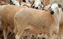 دعم مباشر غير مسبوق لمربي الماشية في المغرب بميزانية 13 مليار درهم