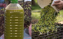 وزير الفلاحة : ارتفاع إنتاج الزيتون سينعكس بانخفاض الأسعار على المستهلك