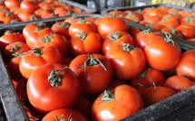 تقرير فرنسي: أكثر من ثلث الطماطم المستوردة من المغرب وإسبانيا تحتوي على مبيدات ضارة