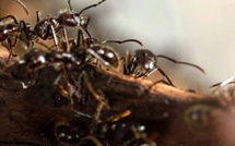 النمل يتقن "التباعد الاجتماعي" قبل البشر: كيف تحمي أعشاشه من الأمراض؟