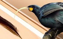 بيع ريشة نادرة لطائر منقرض في نيوزيلندا بـ46 ألف دولار… أغلى ريشة في العالم