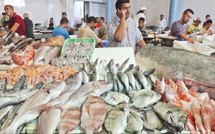 الدريوش تكشف عن إجراءات حكومية لضبط أسعار الأسماك وتعزيز التسويق المحلي