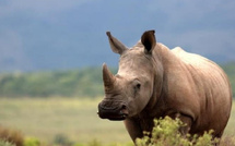 وحيد القرن… كنز الطبيعة المهدد بالاندثار
