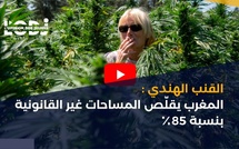 القنب الهندي: المغرب يقلّص المساحات غير القانونية بنسبة 85٪