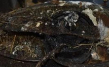 عش طائر داخل مروحة شفط يتسبب في حريق داخل شقة بأمريكا