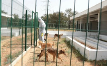  المغرب يخصص 117 مليون درهم لتشييد ملاجئ للحيوانات ومحاربة داء السعار