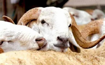 580 ألف كساب يستفيدون من الدعم المباشر… وصرف 2.42 مليار درهم إلى غاية اليوم