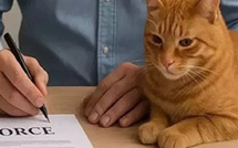 إدراج نفقة للقطط في اتفاقية طلاق تركية يثير جدلاً قانونياً وإعلامياً