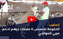 المغرب : الحكومة تخصص 6 مليارات درهم لدعم مربي المواشي