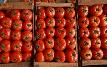 الصادرات المغربية تحقق رقما قياسيا في الطماطم نحو أيرلندا بقيمة 7.5 ملايين دولار