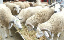 أزيد من 756 ألف كساب يستفيدون من دعم مباشر يفوق 3 مليارات درهم