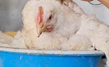 انخفاض أسعار الدجاج الحي في المغرب: وفرة الإنتاج تفرّغ السوق