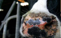 إيرلندا الشمالية تحقق في تفش محتمل لفيروس “اللسان الأزرق” بين الأبقار