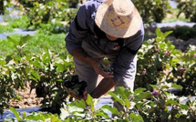 تساقطات مطرية وثلجية تبعث الأمل في موسم فلاحي واعد بالمغرب