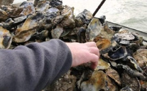 بعد تحاليل دقيقة ومراقبة صارمة…  وزارة الصيد البحري تسمح باستئناف جمع وتسويق الصدفيات بالصويرة