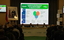 OCP تطلق ثلاث محطات شمسية بقدرة 202 ميغاوات في خريبكة وبنجرير