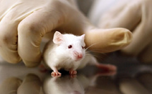 بريطانيا تعلن خطة لتسريع الاستغناء عن التجارب على الحيوانات باستخدام الذكاء الاصطناعي والتقنيات الحيوية