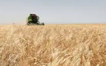 المغرب ضمن أكبر مستوردي الحبوب عالميًا: أهمية استراتيجية وطنية للأمن الغذائي