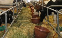 جدل حول جودة الأعلاف في المغرب يضع وزير الفلاحة أمام تحديات جديدة