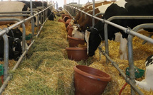 جدل حول جودة الأعلاف بالمغرب: مزارعون يرفعون شكوى للوزارة وتدخل رسمي لمراقبة الأسعار