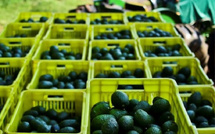 المغرب يواجه منافسة حادة في تصدير الأفوكا إلى الأسواق الأوروبية موسم 2025-2026