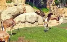 إعادة افتتاح حديقة حيوان عين السبع في 22 ديسمبر بعد أعمال تجديد واسعة