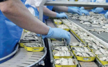 المغرب يعزز مكانته العالمية في صناعة السردين المعلب: أكثر من 150 ألف طن سنوياً للأسواق الدولية