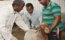 تقدم ملحوظ في برنامج إعادة تكوين الثروة الحيوانية بالمغرب: 32,8 مليون رأس مسجلة