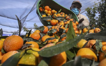 صادرات الحمضيات المغربية تقفز إلى 8200 طن وتضاعف حصتها السوقية بألمانيا