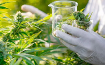 دراسة أمريكية: استخدام القنب الطبي يفتقر إلى أدلة علمية قوية