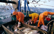 ميناء الناظور يسجل تراجعاً في كميات الصيد البحري التقليدي