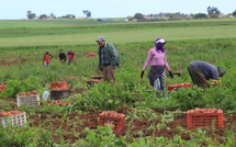 هطول أمطار غزيرة ينعش التفاؤل بالمحاصيل الفلاحية بالدار البيضاء-سطات