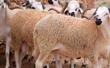 "63٪ أغنام و35٪ ماعز في عملية إعادة تكوين القطيع الوطني بإقليم تاوريرت"