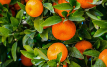 صادرات المغرب من الحمضيات إلى ألمانيا تتجاوز 12 مليون دولار بزيادة 60% خلال موسم واحد