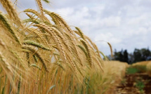 تساقطات مطرية مبشّرة تُحيي آمال موسم الحبوب في المغرب