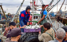 الإنتاج الوطني من المنتجات السمكية يصل إلى 1.1 مليون طن بقيمة 3.8 مليار درهم في 2024