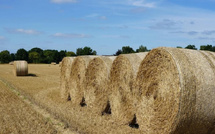 المغرب والبرازيل يعززان التعاون الزراعي وتصدير التبن واللحوم إلى الأسواق المغربية