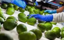 ​المغرب يسجل رقمًا قياسيًا في صادرات الأفوكادو ويعزز مكانته عالميًا