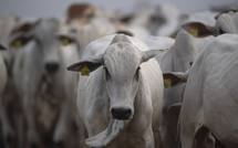 المغرب يعزز وارداته من الماشية الحية :  4.600 رأس من البرازيل خلال شهر واحد